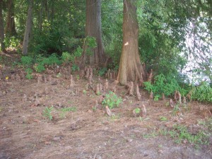 Bald Cypress at Smithville Lake