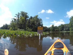 Bethel Hole is a largemouth bass nursery and is closed to fishing from April 1 to June 30.