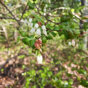 Blueberries blossoming