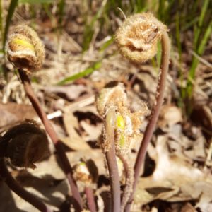 Some ferns about to open up