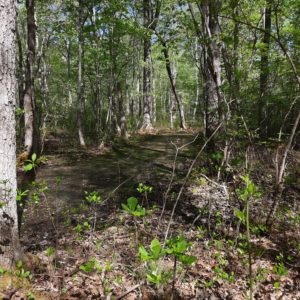 A swampy part of the path