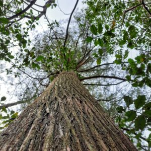 Atlantic white cedar