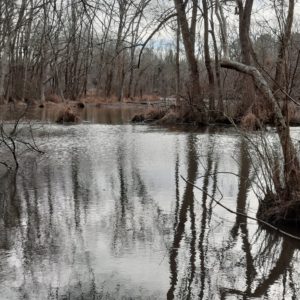 Butler Mill Branch in winter