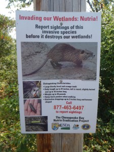 Nutria Sign