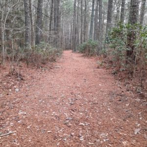 Tom Tyler main trail