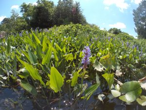 Pickerel weed is more prevalent on the middle and lower stretches of Broad Creek